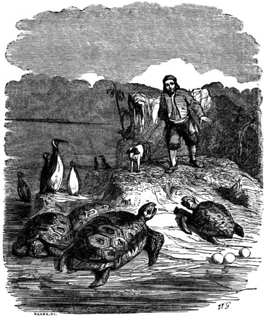 The Adventures of Robinson Crusoe, a black and white illustration of a man on the beach, standing before penguins and turtles