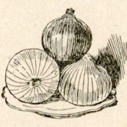 Three illustrated onions