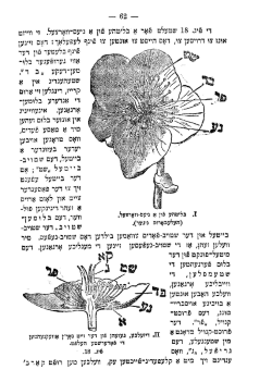 Page from book with diagram of flowers in Yiddish